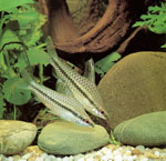 Welche Geräte werden für das Aquarium benötigt? Welche Geräte werden für das Aquarium benötigt?