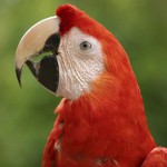 Zecken von Papageien