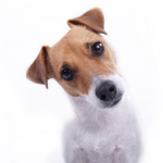 Spitznamen von Hunden und ihre Bedeutung Spitznamen von Hunden und ihre Bedeutung