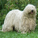 Komondor: Ungarischer Schäferhund Komondor: Ungarischer Schäferhund