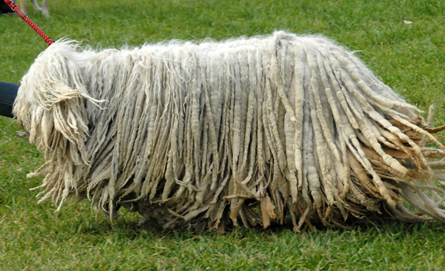 Komondor: Ungarischer Schäferhund