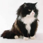 Cat shedding: was tun? Cat shedding: was tun?