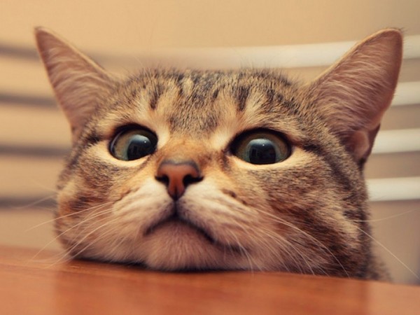 Cat shedding: was tun? Cat shedding: was tun?