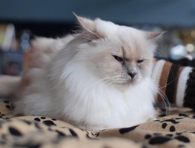 Cat shedding: was tun? Cat shedding: was tun?