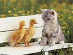 Katz und Maus: Kätzchen, Vögel und Nagetiere im Haus