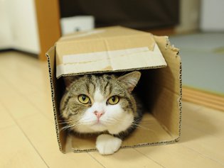 Cote Maru ist ein Internetstar Cote Maru ist ein Internetstar