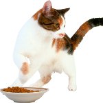 Die Katze isst nichts Die Katze isst nichts