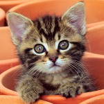 Kitten niest: was tun? Kitten niest: was tun?
