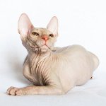 Katzen der Sphinx. Wie pflegt man eine Sphinx?