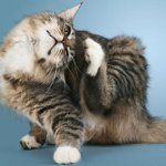 Hautkrankheiten bei Katzen Hautkrankheiten bei Katzen
