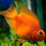Roter Papagei in Ihrem Aquarium