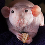 Sphynx-Ratten Sphynx-Ratten