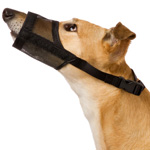 Behandlung von Hunden. Erste Hilfe