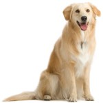 Falsche Schwangerschaft bei Hunden