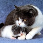 Mastitis bei einer Katze