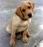 Mastitis bei Hunden