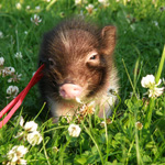 Mini-Schwein: Wartung und Pflege