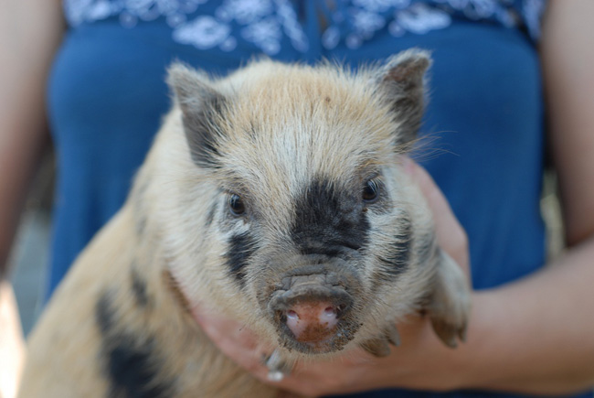 Mini-Schwein: Wartung und Pflege