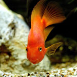 Mein Fisch ist krank! .. Warum? Mein Fisch ist krank! .. Warum?
