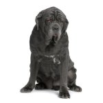 Neapolitanischer Mastiff oder Mastino Poleetano