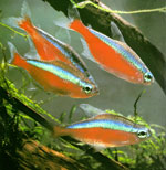 Neonfische