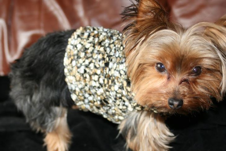 Dress Pet für den Winter: Kleidung für York