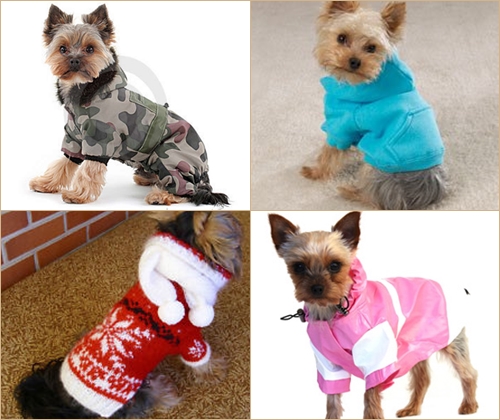 Dress Pet für den Winter: Kleidung für York