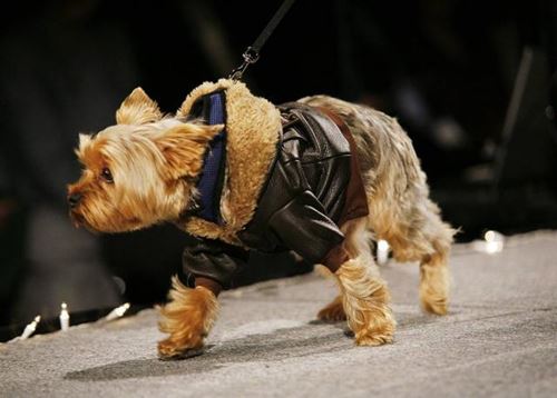 Kleid Pet für den Winter: Kleidung für York