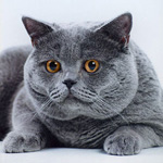 Farben britischer Katzen Farben britischer Katzen