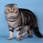 Farben von schottischen Katzen