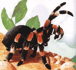 Wie man sich um Tarantula-Spinnen kümmert Wie man sich um Tarantula-Spinnen kümmert