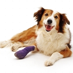 Frakturen bei Hunden