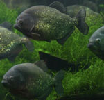 Piranhas in Ihrem Aquarium Piranhas in Ihrem Aquarium
