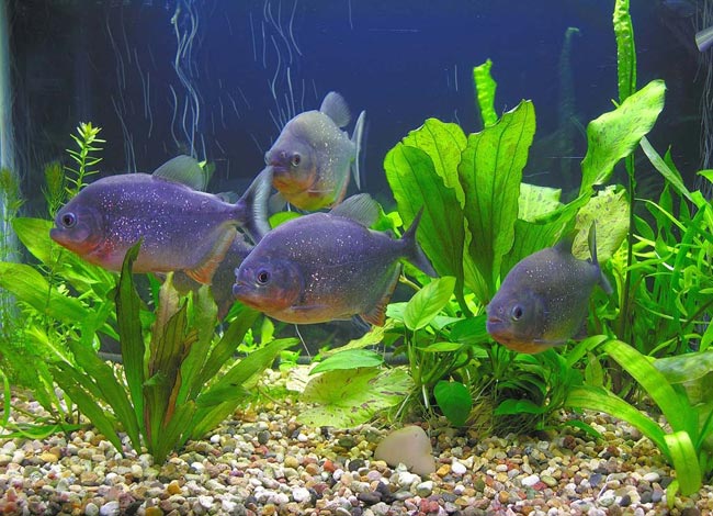 Piranhas in Ihrem Aquarium Piranhas in Ihrem Aquarium