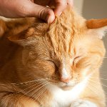 Warum schnurren Katzen? Warum schnurren Katzen?