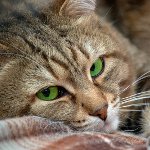 Subkutane Milbe bei Katzen
