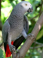 Jacques Parrot: Inhalt zu Hause