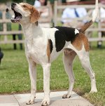 Amerikanischer Foxhound