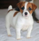 Rasse Jack Russell Terrier