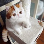 Rasse von Katzen exot