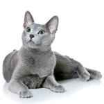 Katzenrasse russisch blau