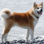 Zucht von Hunden: Akita Inu Zucht von Hunden: Akita Inu