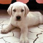 Die Rasse der Alabai Hunde