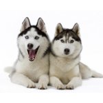 Husky Hunderasse