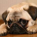 Zucht von Hunden Mops Zucht von Hunden Mops