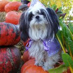 Rasse von Shih Tzu Hunden