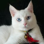 Rassen von weißen Katzen
