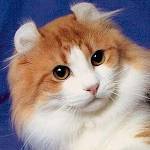 Katzenrassen: American Curl Katzenrassen: American Curl