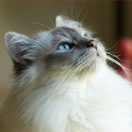 Katzenrassen: Birmanische Katze