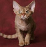 Katzenrassen: Devon Rex